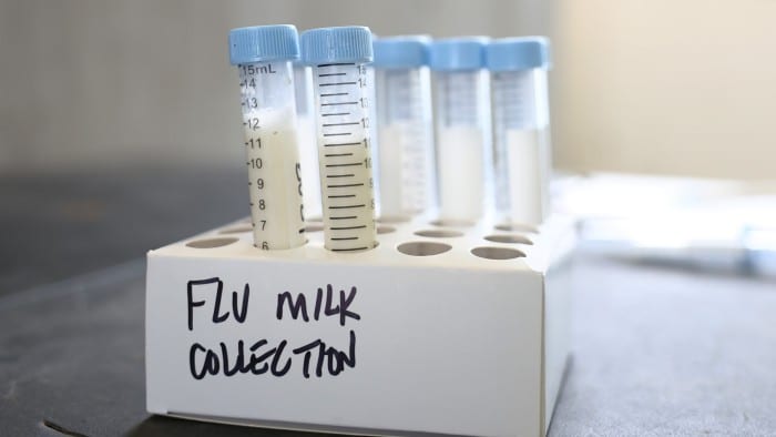 Milk samples to be tested are seen on a table at the Cornell Teaching Dairy Barn at Cornell University on December 11 2024 in Ithaca, New York