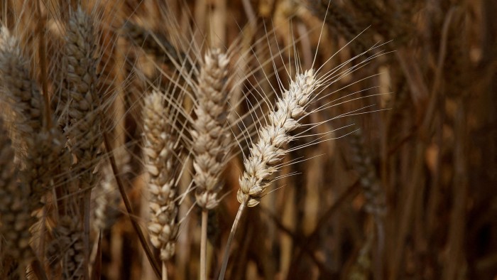 Wheat crops