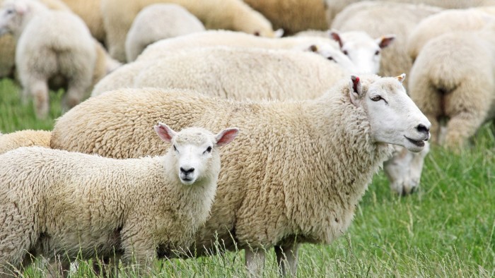 Sheep on a New Zealand farm