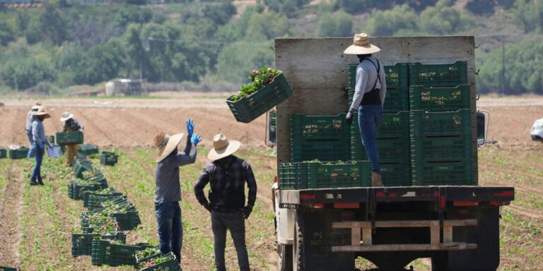 Trump curbs immigration enforcement at farms, meatpacking plants, hotels and restaurants