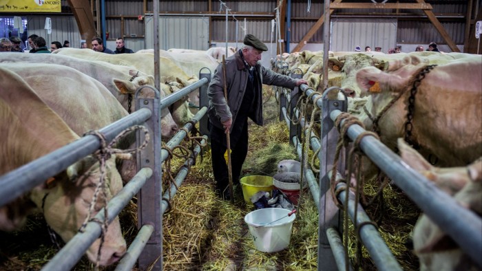 A farmer attends to cows inside pens