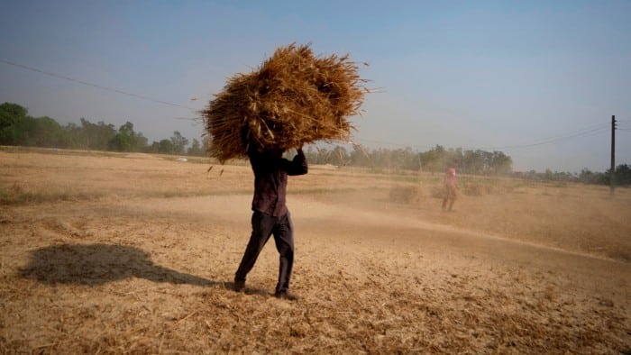 An Indian farmer carries wheat crop harvested from a field on the outskirts of Jammu, India