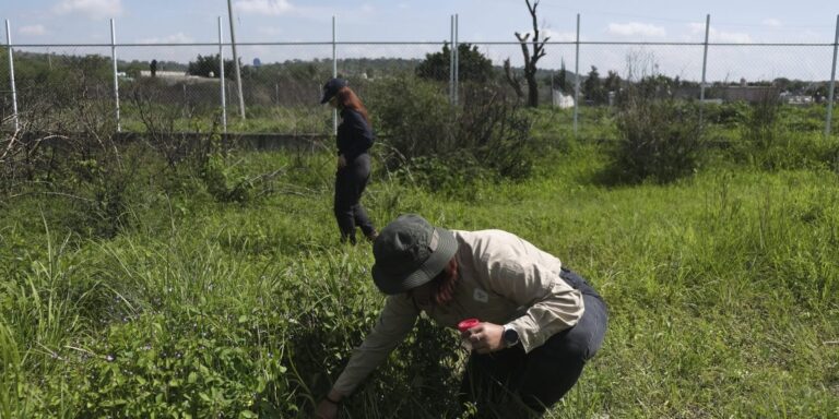 Mexican scientists are creating mass graves of pigs in the hope they'll someday lead to cartel victim discoveries