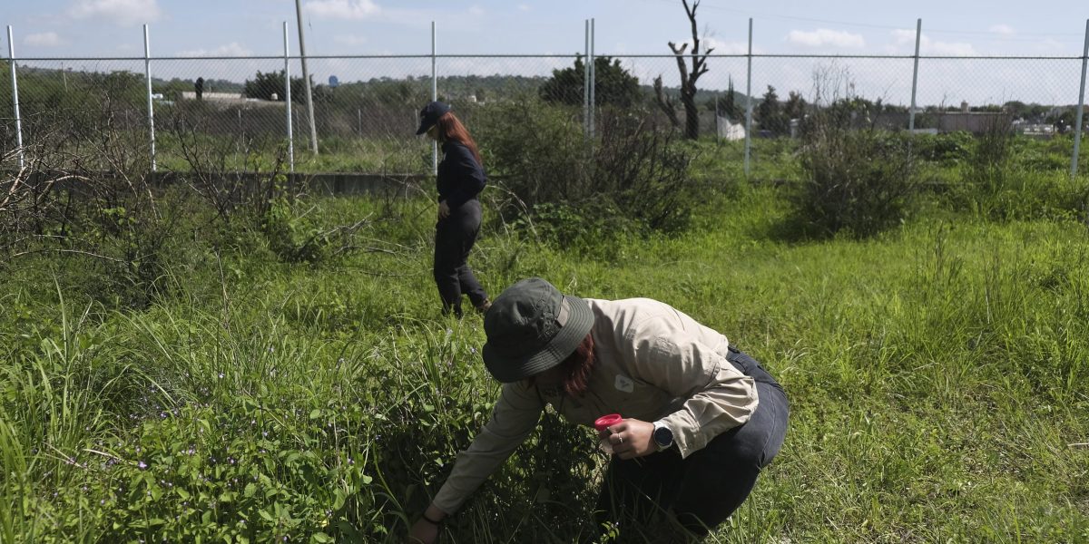 Mexican scientists are creating mass graves of pigs in the hope they'll someday lead to cartel victim discoveries