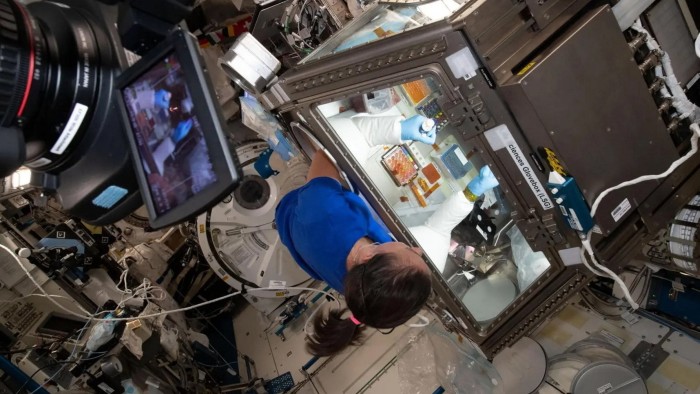 Nasa astronaut Megan McArthur inside the Kibo laboratory module’s Life Science Glovebox for the Celestial Immunity study on the International Space Station