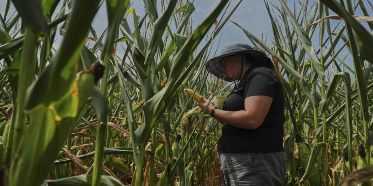 'Like the corn's never getting a break. It’s just hot all the time': How America's farmers conquered climate change for a 'monster' harvest