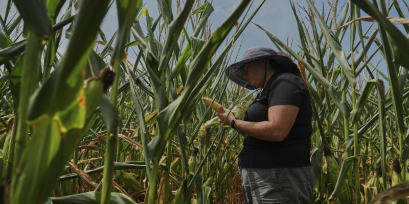 'Like the corn's never getting a break. It’s just hot all the time': How America's farmers conquered climate change for a 'monster' harvest